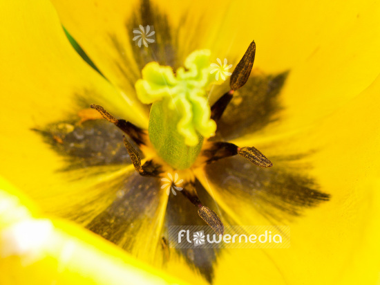 Closeup of a yellow tulip (106227)