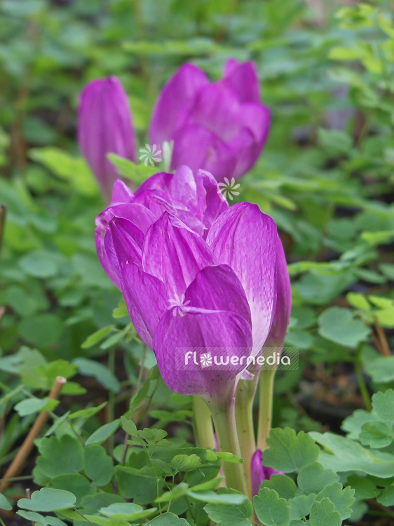 Colchicum 'Autumn Queen' - Meadow saffron (100658)