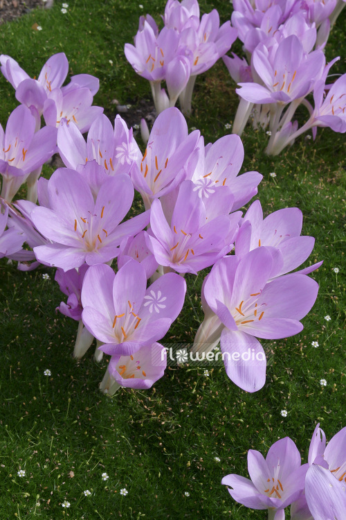 Colchicum autumnale - Meadow saffron (102967)