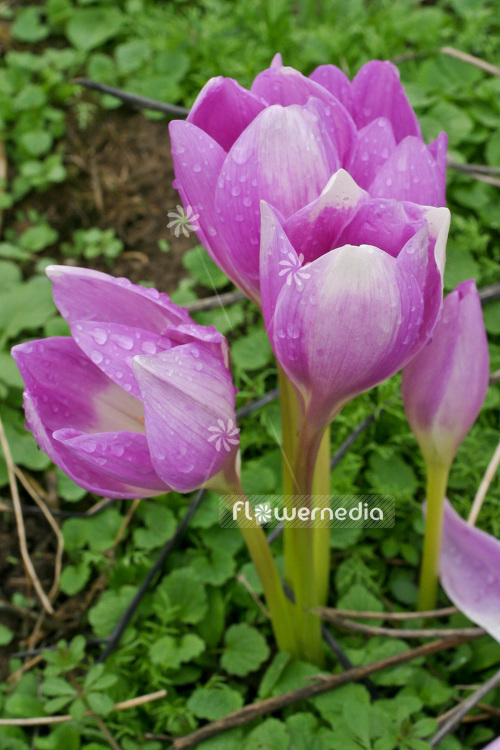 Colchicum 'The Giant' - Meadow saffron (102970)