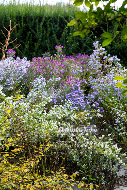 Colorful autumn asters in garden (113089)