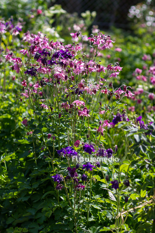 Colourful columbines (112585)