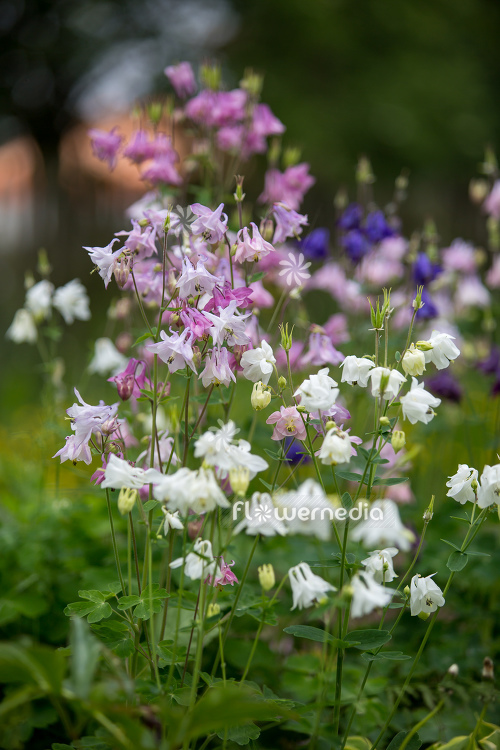 Colourful columbines (112586)