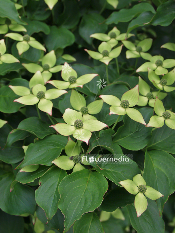 Cornus kousa var. chinensis - Chinese dogwood (100678)