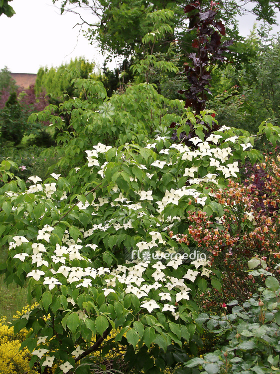 Cornus kousa var. chinensis - Chinese dogwood (100680)