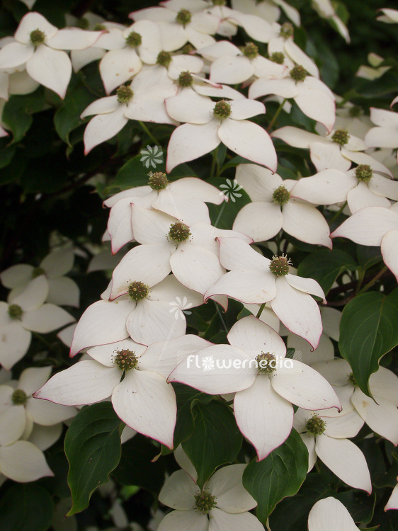 Cornus kousa var. chinensis - Chinese dogwood (100682)