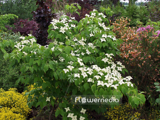 Cornus kousa var. chinensis - Chinese dogwood (100683)