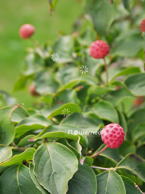 Cornus kousa 'Wietings Select' - Kousa dogwood (100684)