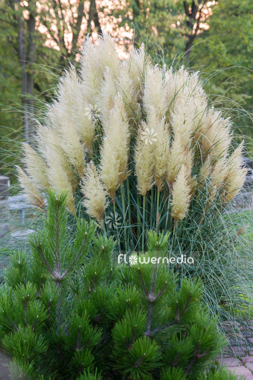 Cortaderia selloana - Pampas grass (107509)