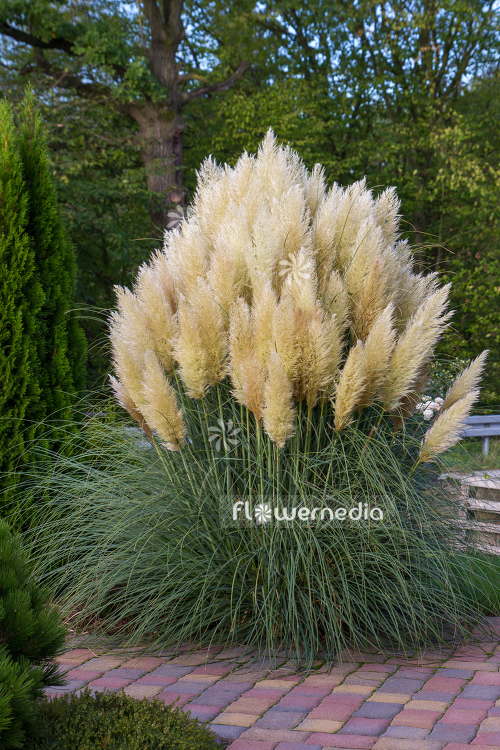 Cortaderia selloana - Pampas grass (107514)