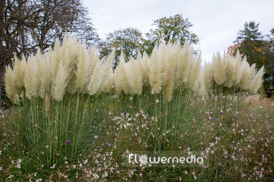 Cortaderia selloana - Pampas grass (107515)