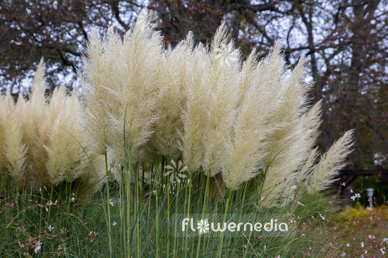 Cortaderia selloana - Pampas grass (107517)