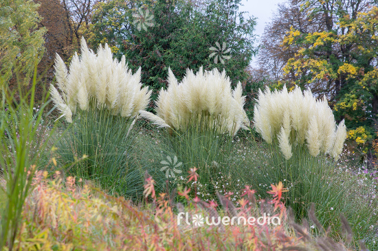 Cortaderia selloana - Pampas grass (107518)
