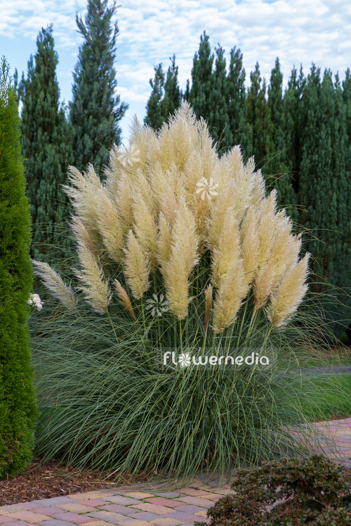 Cortaderia selloana - Pampas grass (107519)