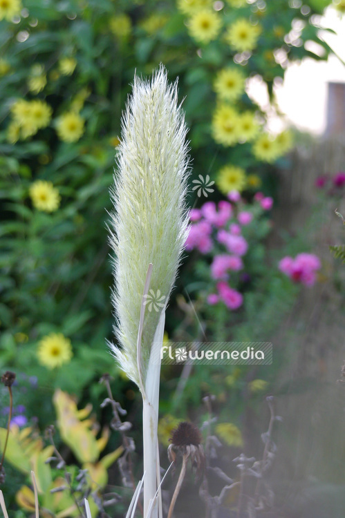 Cortaderia selloana 'Pumila' - Lesser pampas grass (107395)