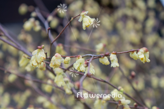 Corylopsis pauciflora - Buttercup witch hazel (102999)