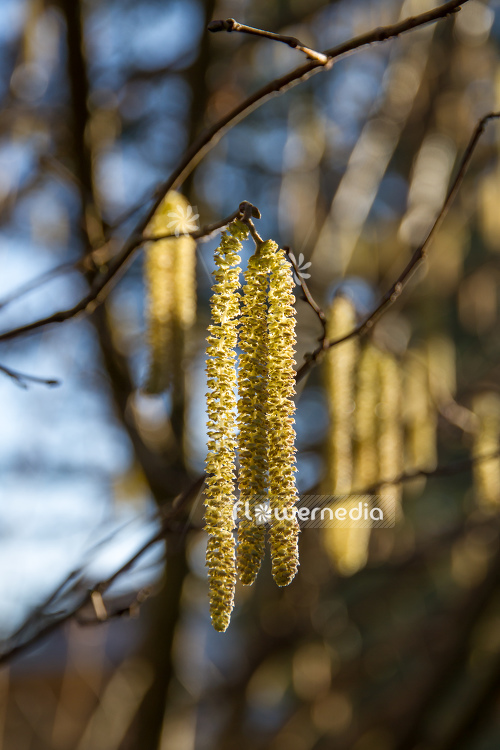 Corylus avellana - Common hazel (105360)