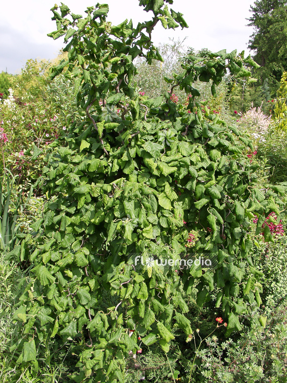 Corylus avellana 'Contorta' - Corkscrew hazel (100690)