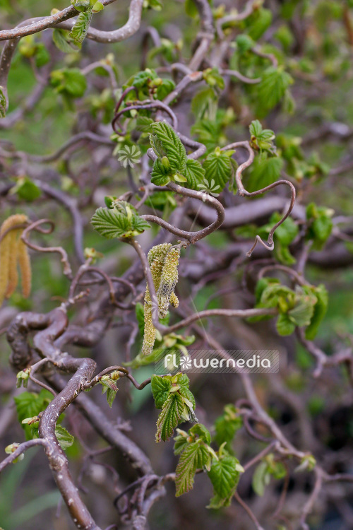 Corylus avellana 'Contorta' - Corkscrew hazel (103000)