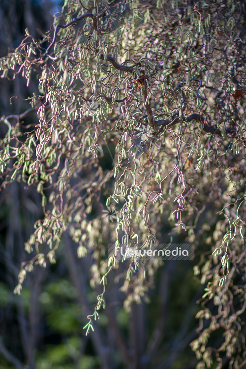 Corylus avellana 'Contorta' - Corkscrew hazel (105362)