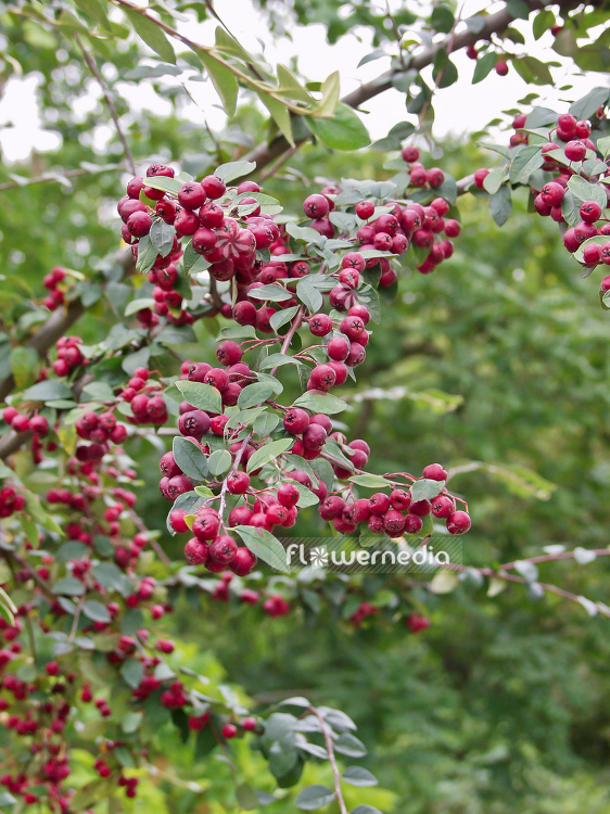 Cotoneaster multiflorus - Cotoneaster (100699)