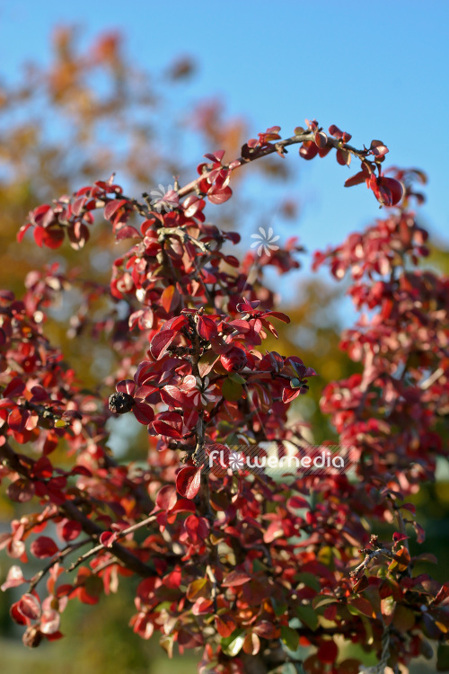 Cotoneaster praecox - Cotoneaster (103017)