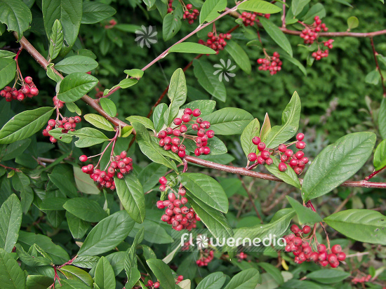 Cotoneaster x watereri 'Graendkjer' - Watere's cotoneaster (100700)