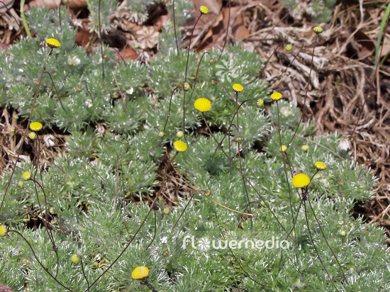 Cotula hispida - Brass buttons (100701)