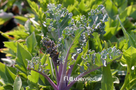 Crambe maritima - Sea kale (103018)