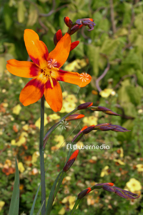 Crocosmia x crocosmiiflora 'Emily McKenzie' - Montbretia (103024)