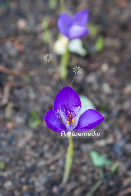 Crocus banaticus - Byzantine crocus (106073)