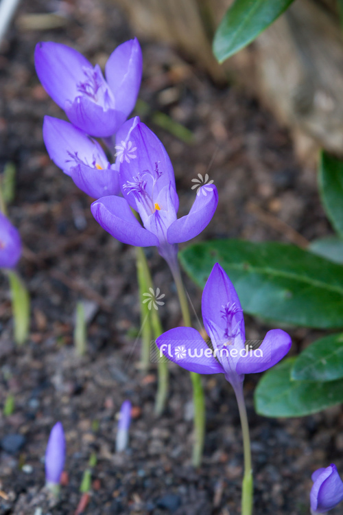 Crocus banaticus - Byzantine crocus (106074)