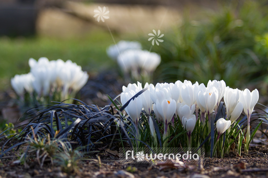 Crocus 'Jeanne d'Arc' - Spring crocus (106079)