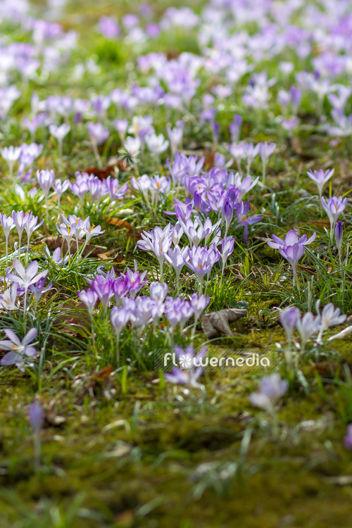 Crocus vernus - Spring crocus (105373)