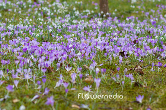 Crocus vernus - Spring crocus (106127)