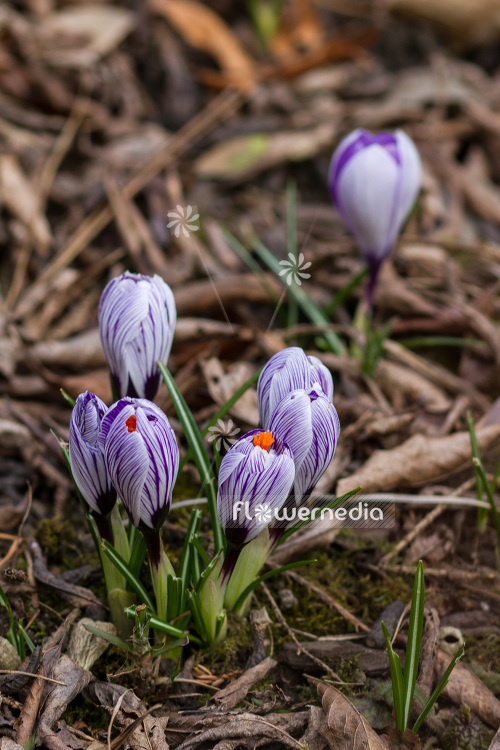 Crocus vernus 'Pickwick' - Spring crocus (103037)