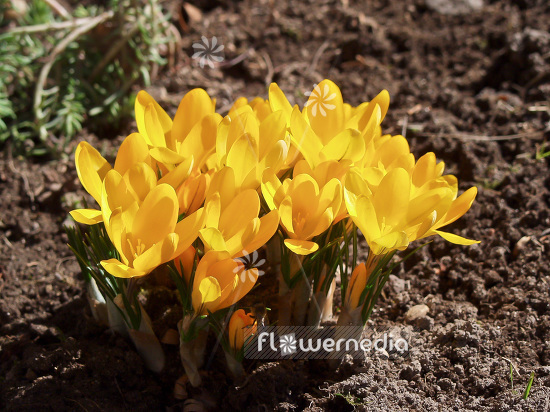 Crocus x luteus - Golden crocus (106069)