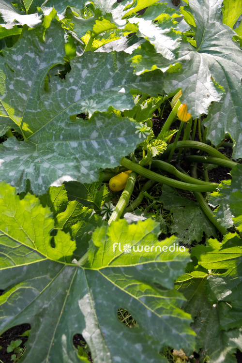 Cucurbita pepo ssp. pepo - Zucchini (103039)