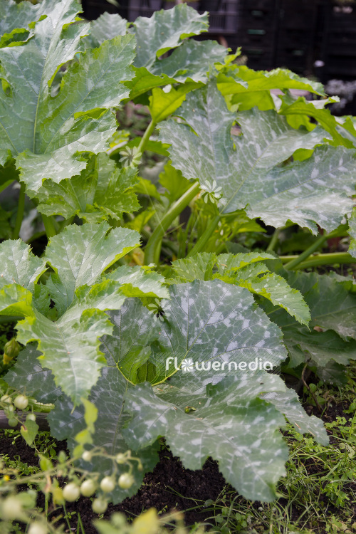 Cucurbita pepo ssp. pepo - Zucchini (103040)