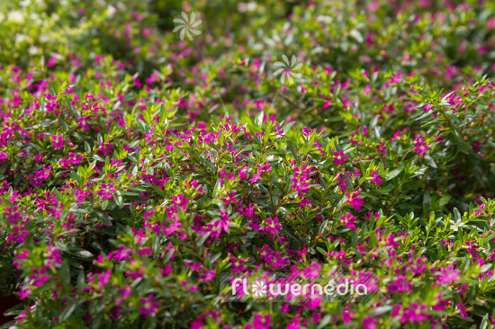 Cuphea hyssopifolia - Mexican heather (109990)