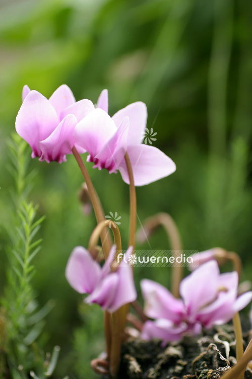 Cyclamen cilicium - Cilician cyclamen (103042)