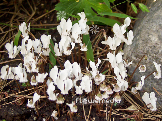 Cyclamen hederifolium 'Album' - Ivy-leaved cyclamen (100716)