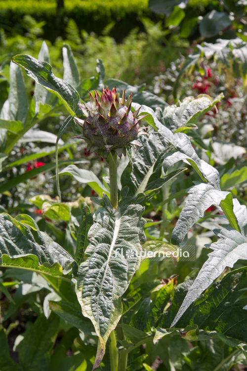 Cynara cardunculus - Globe artichoke (103061)