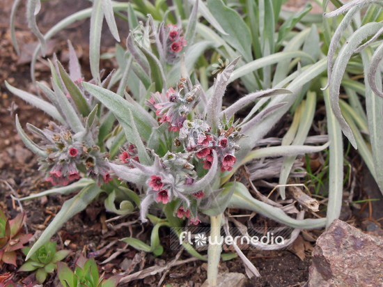 Cynoglossum magellense - Hound's tongue (100724)