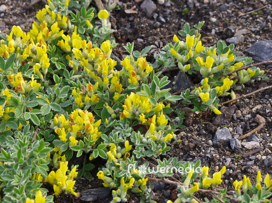 Cytisus triflorus - Golden broom (100729)