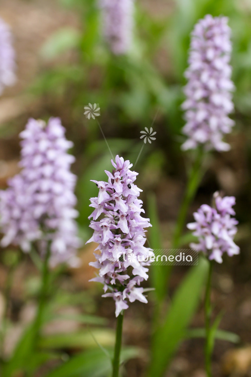 Dactylorhiza fuchsii - Common spotted orchid (103079)