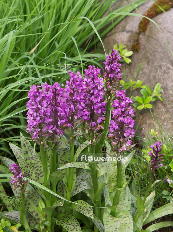 Dactylorhiza majalis - Western marsh orchid (100749)