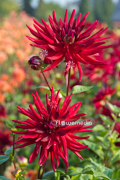 Dahlia 'Black Bird' - Dahlia (103081)