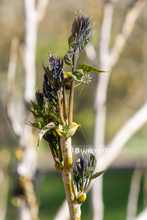 Decaisnea insignis - Blue bean shrub (103106)