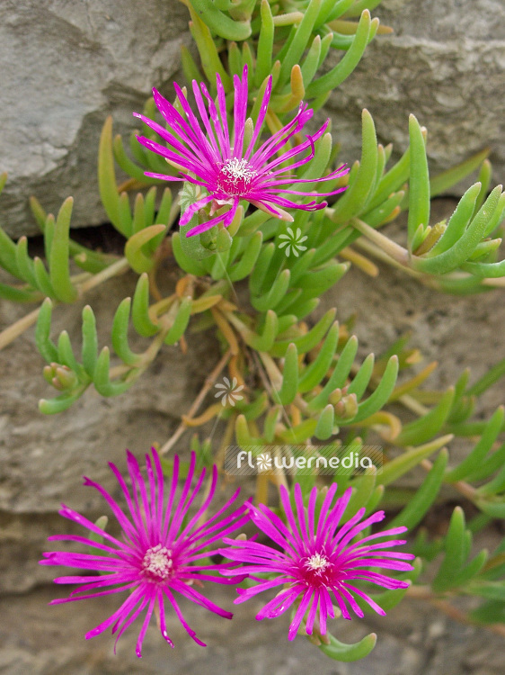 Delosperma cooperi - Pink carpet (100802)